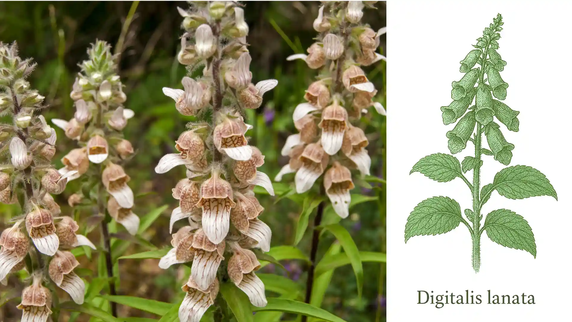 Cultivarea Digitalis lanata – utilizare în fitoterapia cardiacă